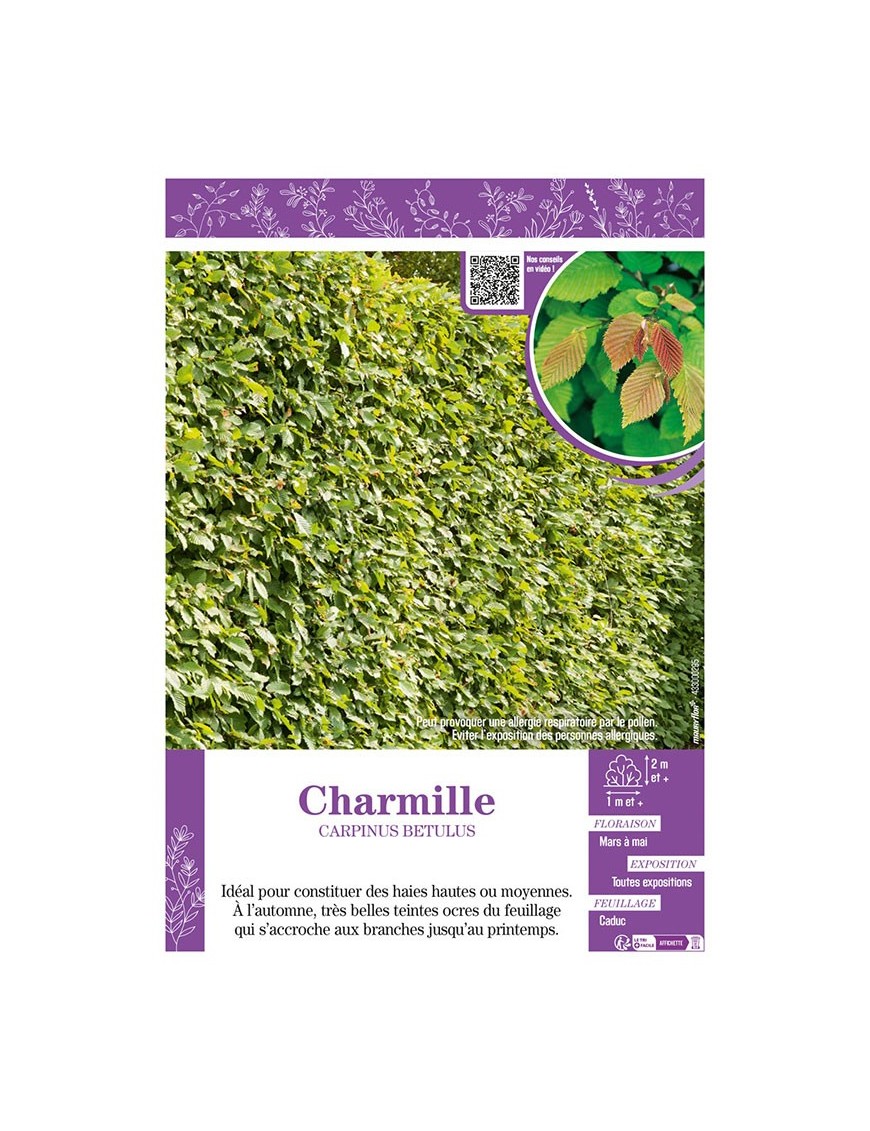 CARPINUS BETULUS voir CHARMILLE