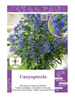 CARYOPTERIS