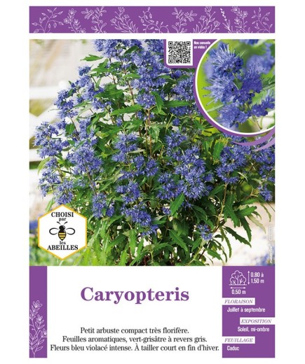 CARYOPTERIS
