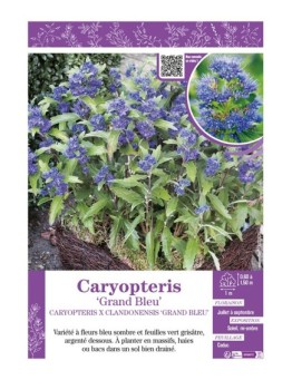 CARYOPTERIS X CLANDONENSIS GRAND BLEU
