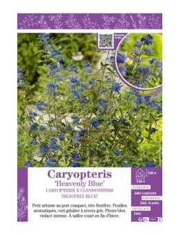 CARYOPTERIS X CLANDONENSIS HEAVENLY BLUE