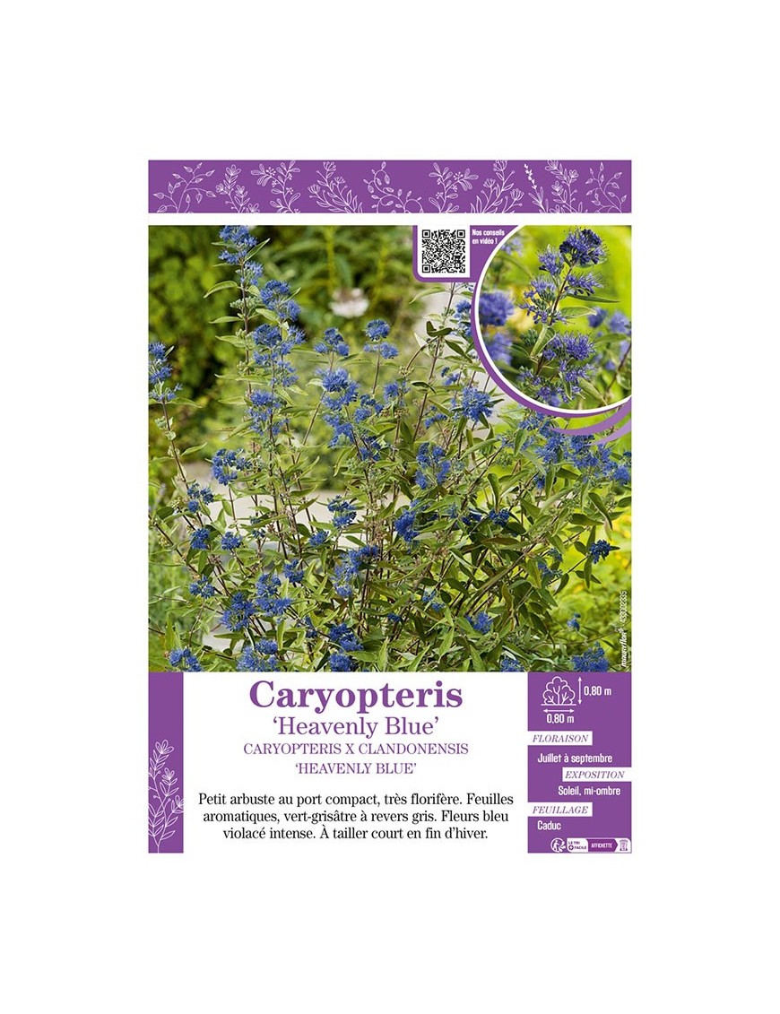 CARYOPTERIS X CLANDONENSIS HEAVENLY BLUE