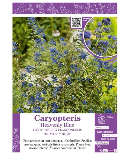 CARYOPTERIS X CLANDONENSIS HEAVENLY BLUE