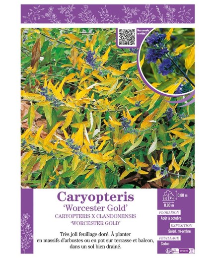 CARYOPTERIS X CLANDONENSIS WORCESTER GOLD