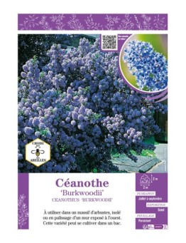 CEANOTHUS BURKWOODII CEANOTHE