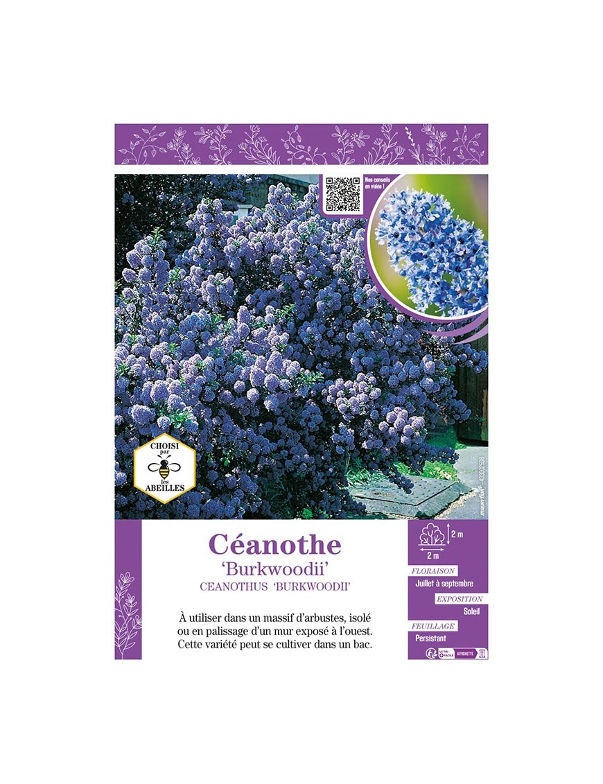CEANOTHUS BURKWOODII CEANOTHE