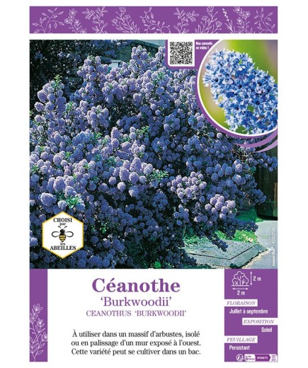 CEANOTHUS BURKWOODII CEANOTHE