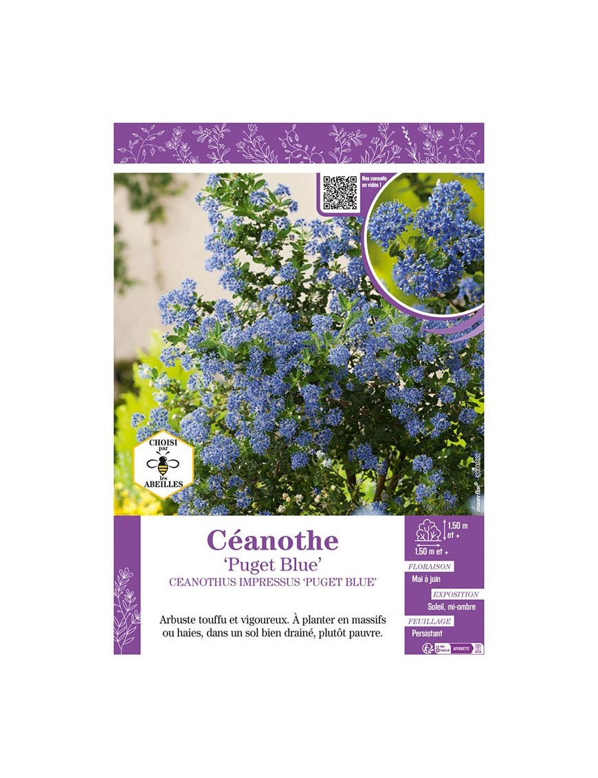 CEANOTHUS IMPRESSUS PUGET BLUE voir CÉANOTHE