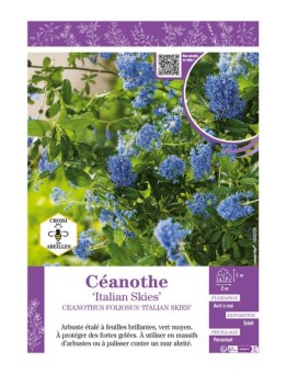 CEANOTHUS FOLIOSUS ITALIAN SKIES voir CÉANOTHE