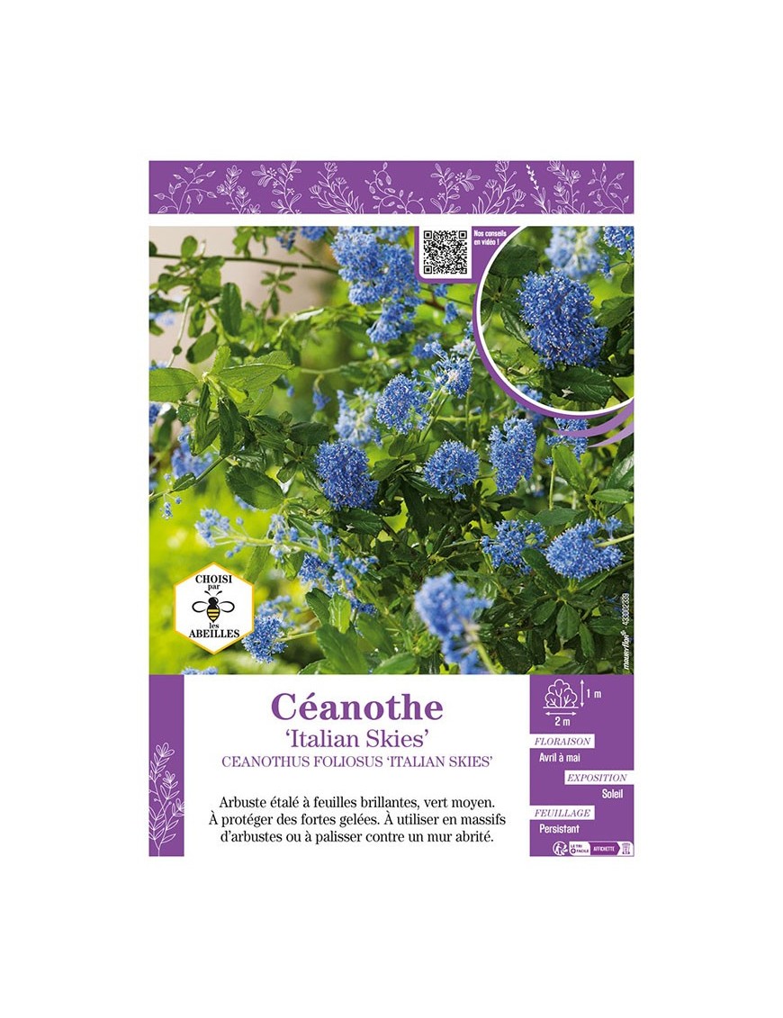 CEANOTHUS FOLIOSUS ITALIAN SKIES voir CÉANOTHE