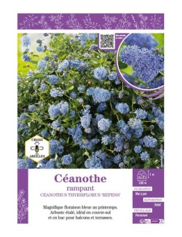 CEANOTHUS THYRSIFLORUS REPENS voir CÉANOTHE RAMPANT