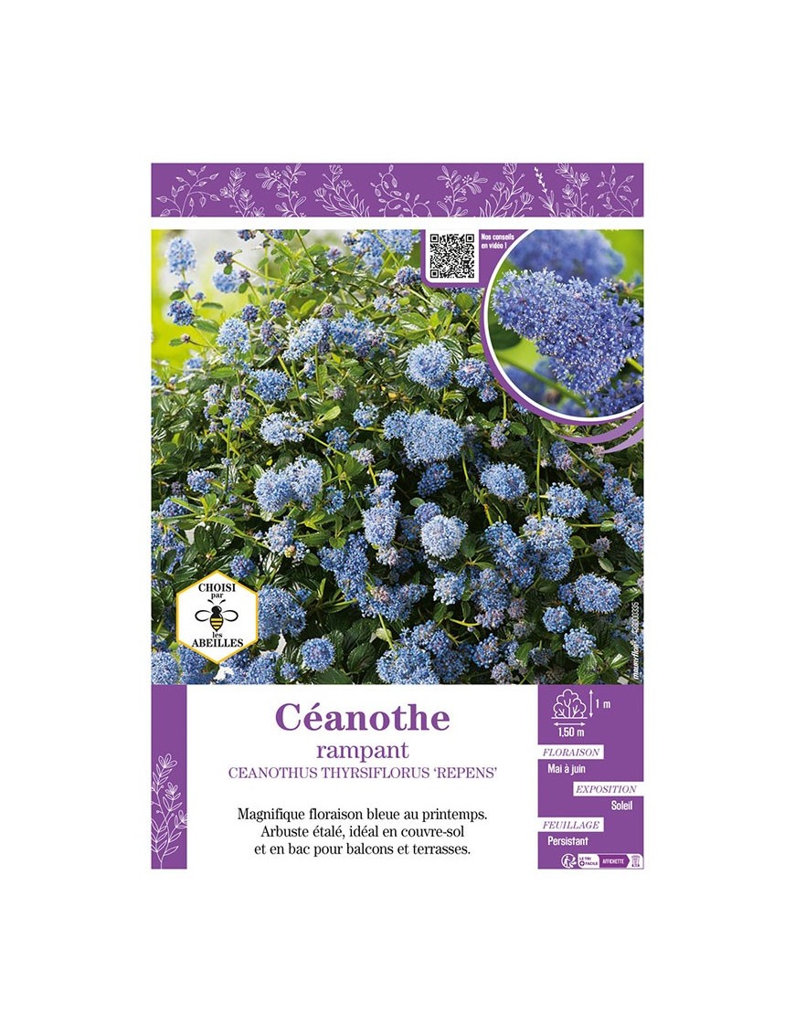 CEANOTHUS THYRSIFLORUS REPENS voir CÉANOTHE RAMPANT