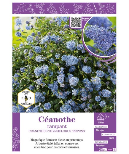 CEANOTHUS THYRSIFLORUS REPENS voir CÉANOTHE RAMPANT