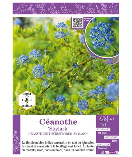 CEANOTHUS THYRSIFLORUS SKYLARK voir CÉANOTHE