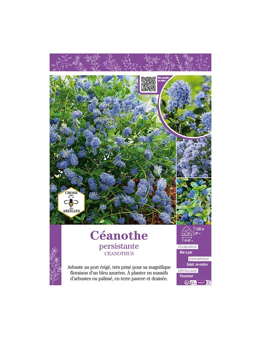 CEANOTHUS voir CÉANOTHE PERSISTANTE (bleu)
