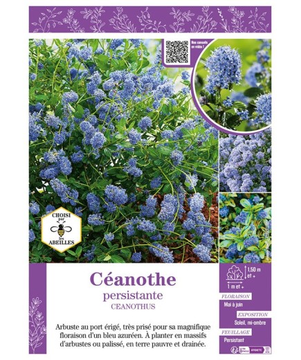 CEANOTHUS voir CÉANOTHE PERSISTANTE (bleu)