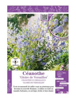 CEANOTHUS X DELILIANUS GLOIRE DE VERSAILLES voir CÉANOTHE