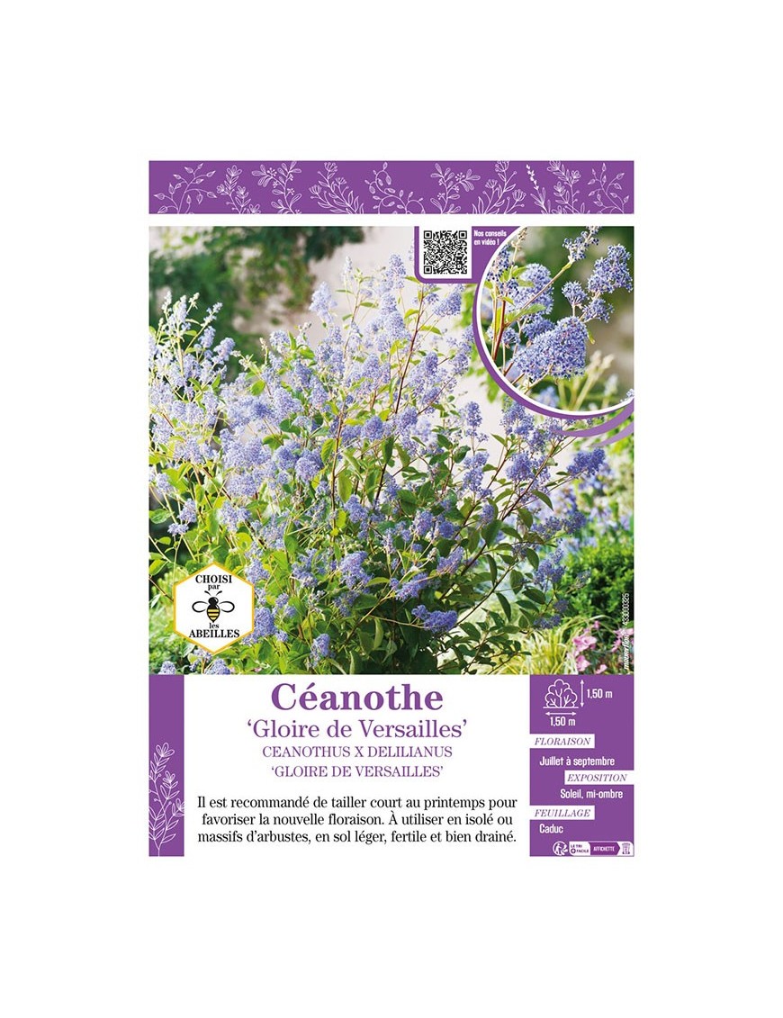 CEANOTHUS X DELILIANUS GLOIRE DE VERSAILLES voir CÉANOTHE