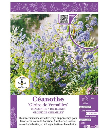 CEANOTHUS X DELILIANUS GLOIRE DE VERSAILLES voir CÉANOTHE
