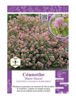 CEANOTHUS X PALLIDUS MARIE SIMON voir CÉANOTHE