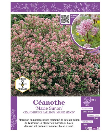 CEANOTHUS X PALLIDUS MARIE SIMON voir CÉANOTHE