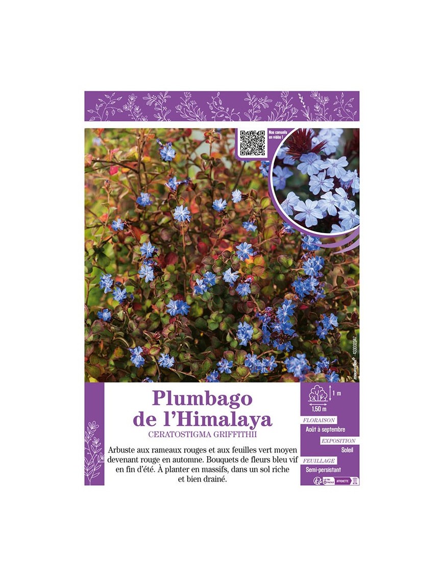 CERATOSTIGMA GRIFFITHII voir PLUMBAGO DE L'HIMALAYA