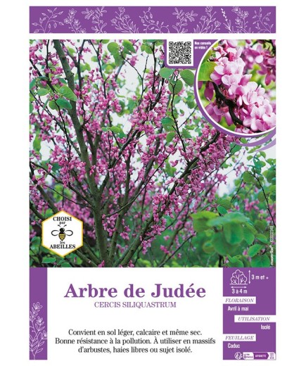 CERCIS SILIQUASTRUM voir ARBRE DE JUDÉE