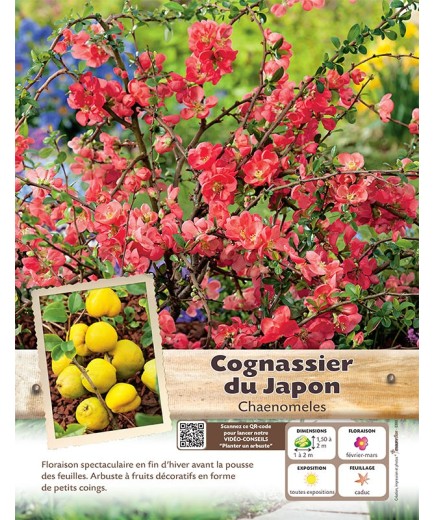 CHAENOMELES JAPONICA voir COGNASSIER DU JAPON (rose)