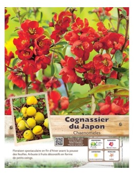 CHAENOMELES JAPONICA voir COGNASSIER DU JAPON (rouge)