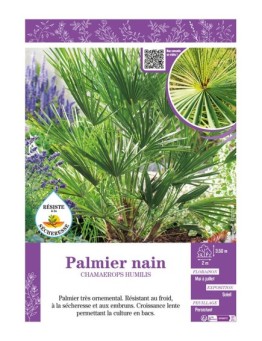 CHAMAEROPS HUMILIS voir PALMIER NAIN