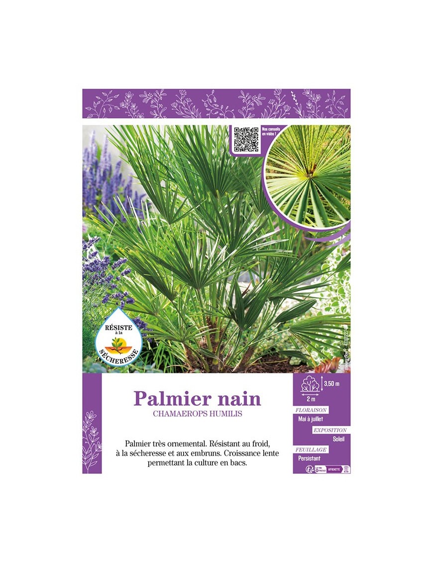 CHAMAEROPS HUMILIS voir PALMIER NAIN