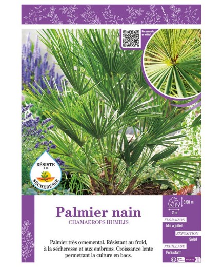 CHAMAEROPS HUMILIS voir PALMIER NAIN