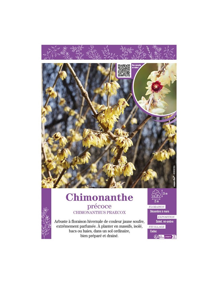 CHIMONANTHUS PRAECOX voir CHIMONANTHE PRÉCOCE