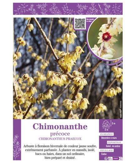 CHIMONANTHUS PRAECOX voir CHIMONANTHE PRÉCOCE