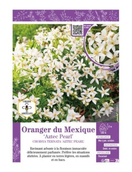 CHOISYA TERNATA AZTEC PEARL voir ORANGER DU MEXIQUE
