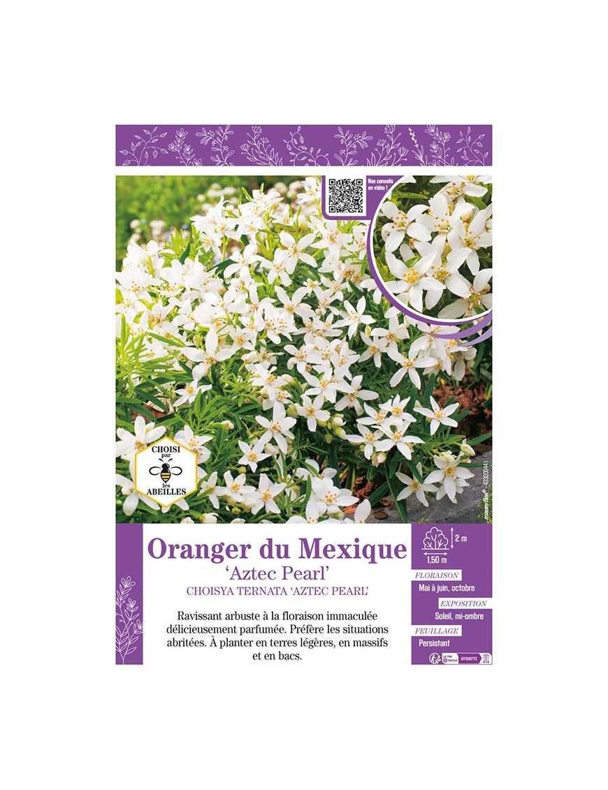CHOISYA TERNATA AZTEC PEARL voir ORANGER DU MEXIQUE