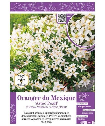 CHOISYA TERNATA AZTEC PEARL voir ORANGER DU MEXIQUE