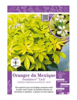 CHOISYA TERNATA SUNDANCE® LICH voir ORANGER DU MEXIQUE