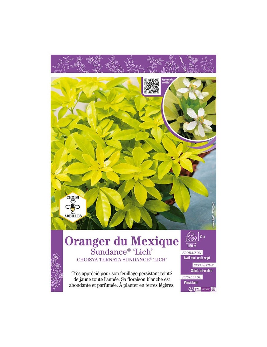 CHOISYA TERNATA SUNDANCE® LICH voir ORANGER DU MEXIQUE