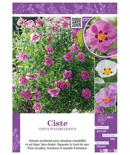 CISTUS PULVERULENTUS voir CISTE