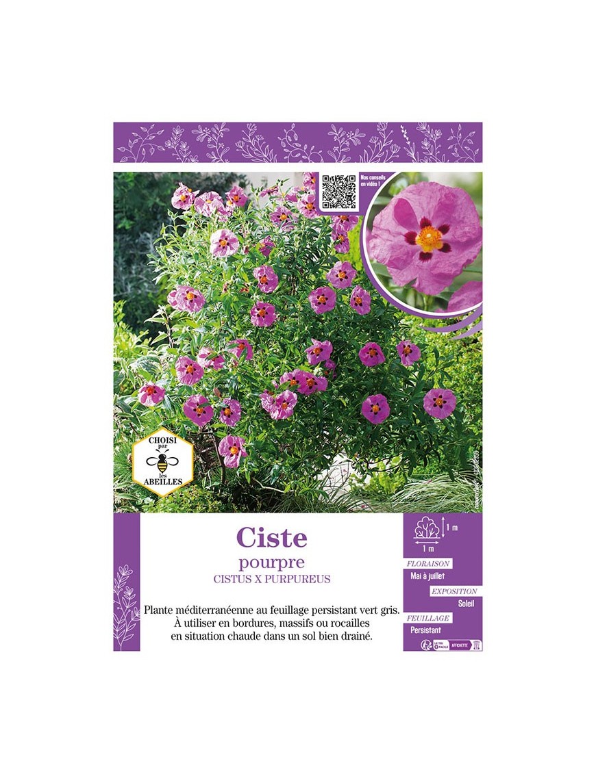 CISTUS X PURPUREUS voir CISTE POURPRE
