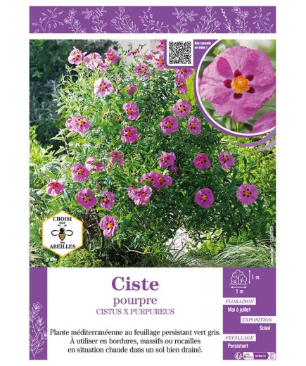 CISTUS X PURPUREUS voir CISTE POURPRE
