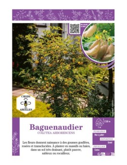 COLUTEA ARBORESCENS voi BAGUENAUDIER