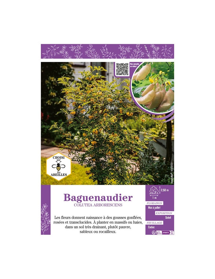 COLUTEA ARBORESCENS voi BAGUENAUDIER