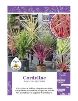 CORDYLINE DRACAENA AUSTRALIS (varié)