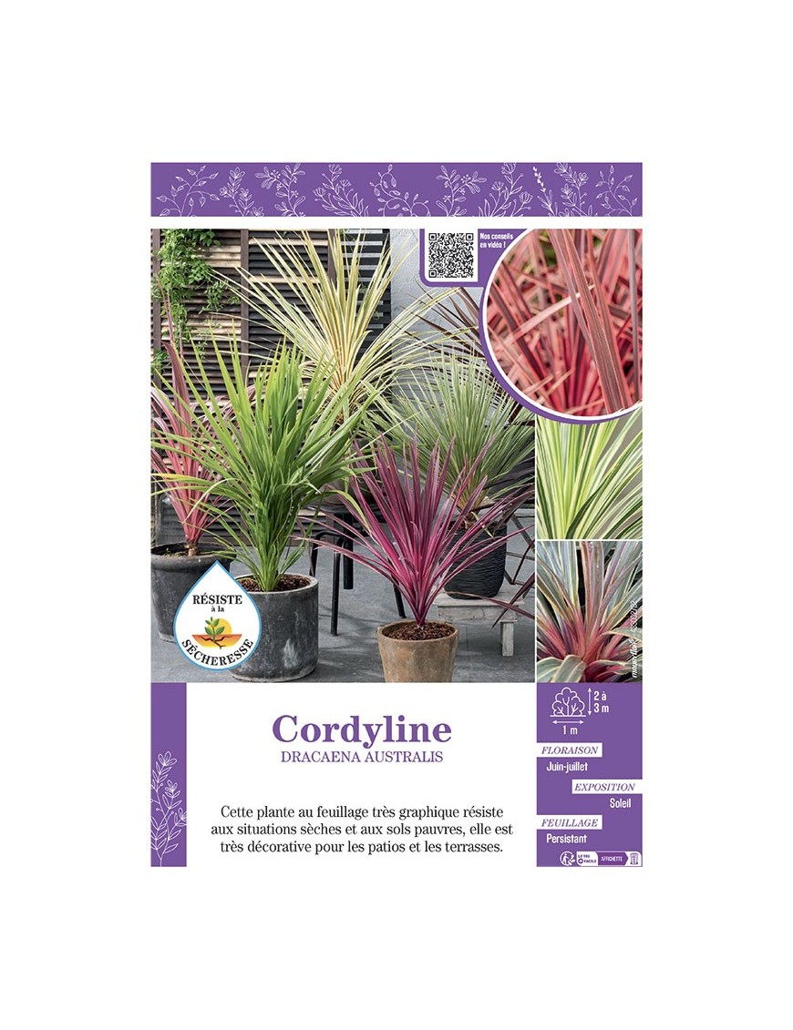 CORDYLINE DRACAENA AUSTRALIS (varié)