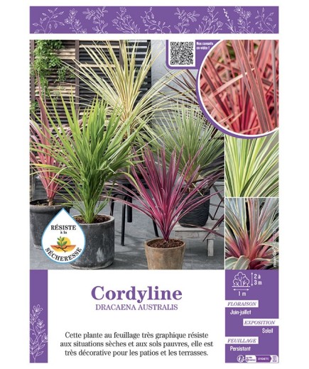 CORDYLINE DRACAENA AUSTRALIS (varié)