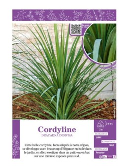 CORDYLINE DRACAENA INDIVISA
