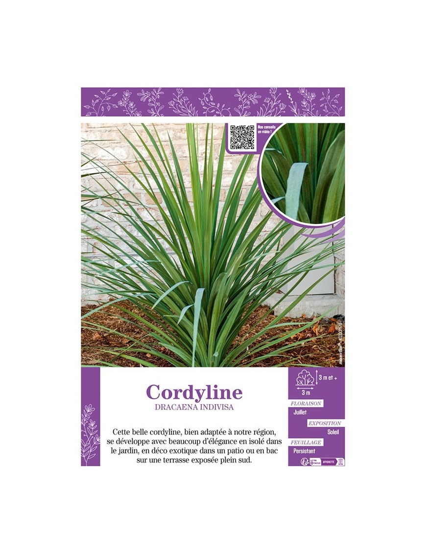 CORDYLINE DRACAENA INDIVISA
