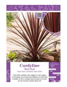 CORDYLINE INDIVISA ‘RED STAR’